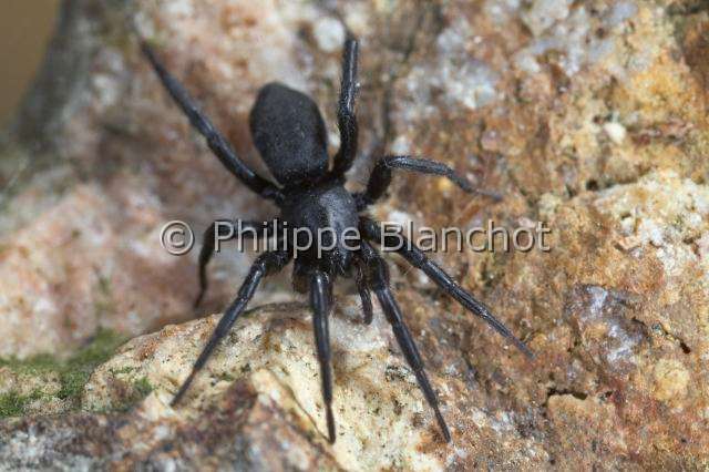 Gnaphosidae_0214.JPG - France, Araneae, Gnaphosidae, Araignée (Zelotes sp), Ground spider